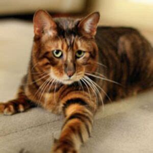 Abyssinian