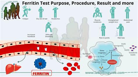 Ferritin Test Purpose, Procedure, Result and more | LTG