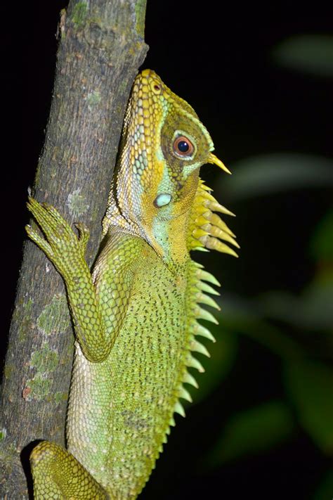 Information about Herpetofauna of Vietnam: Acanthosaura nataliae ORLOV, TRUONG & SANG, 2006