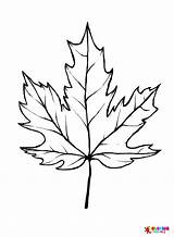 Sugar Maple Tree Coloring Page sketch template