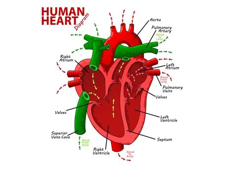 Human Heart Diagram Anatomy, Vector Illustration 20382202 Vector Art at Vecteezy