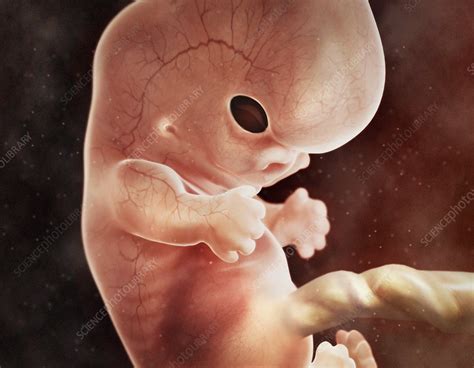 Human foetus in the womb, artwork - Stock Image - C011/0230 - Science Photo Library