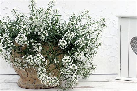 Can You Grow Alyssum In A Pot – Container Planting Sweet Alyssum Flowers