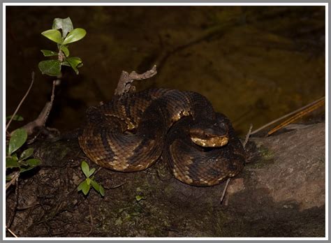 Florida Cottonmouth & Eastern Cottonmouth | Florida Backyard Snakes