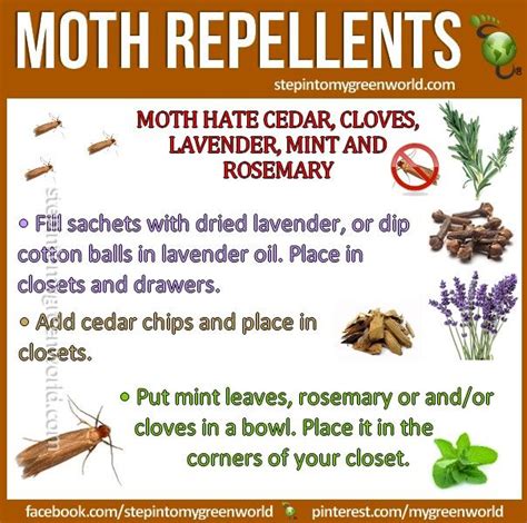 Pin by Aja H-H on Alternative Remedies | Moth repellent, Getting rid of moths, Moth