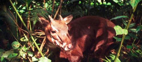 The Unique Saola | Critter Science