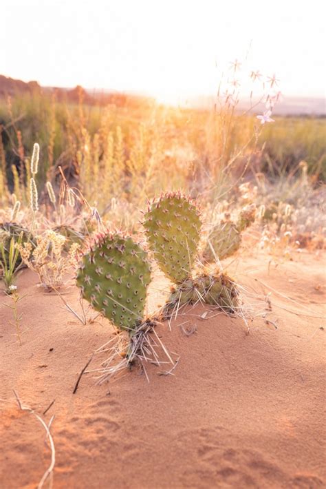 Cacti of Utah