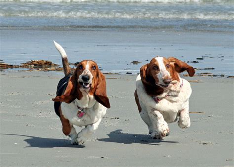 Basset Hounds Running