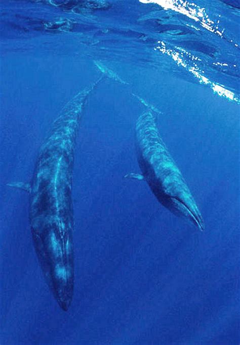 Sei Whale Photos – A Complete Guide to Whales, Dolphins And Porpoises