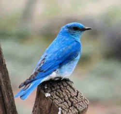 Idaho State Bird: Mountain Bluebird, Small thrush