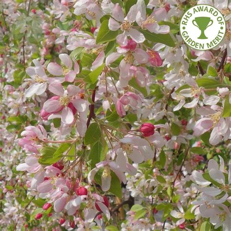 Elara Marsh: Flowering Crab Trees For Sale Near Me : Online Orchards Dolgo Flowering Crabapple ...