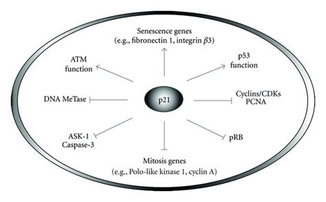 Multiple functions of the p21 tumor suppressor. This protein plays a ...