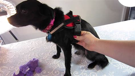 Product Review: Doggie Stylz Service Dog Vest | Service dogs, Service dog vests, Dog vest