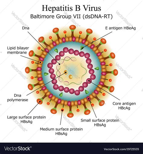 Biology Virus Labeled Diagram - Virus Info