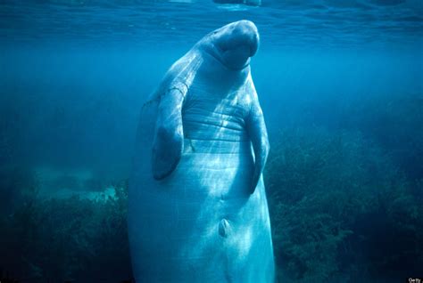 Fat Baby Manatee