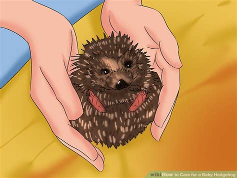 5 Ways to Care for a Baby Hedgehog - wikiHow