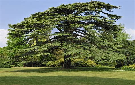 Cedar Tree of Lebanon Facts, Identification, Uses, Pictures