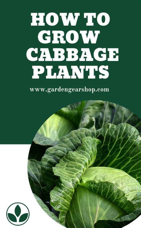 How To Grow Cabbage (Planting Cabbage) | Cabbage plant, Growing cabbage, Cabbage