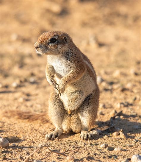 Cape ground squirrel : wildlifephotography