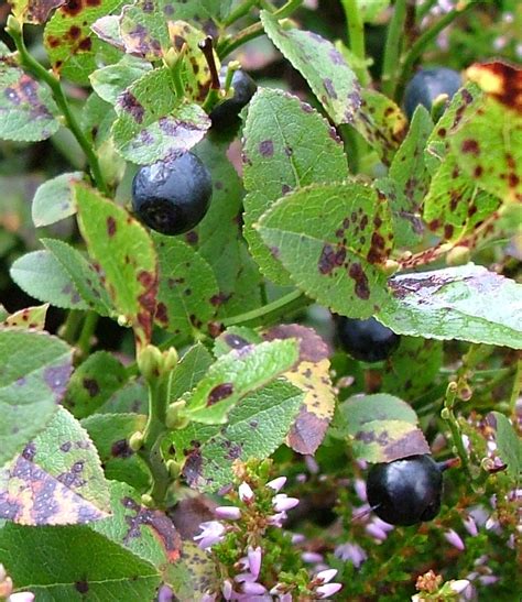 Bilberry Pie with Meadowsweet custard. - Taste the Wild