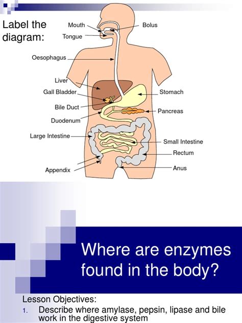 enzymes in digestion | Digestion | Human Digestive System