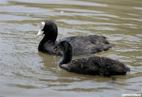 Coot and Moorhen Identification - difference between Coot and Moorhen - Wildfowl Photography ...