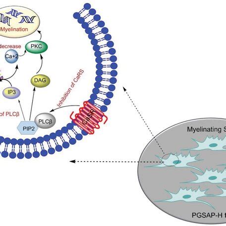 Schematic illustration of Schwann cells' (SCs) myelination mechanism on... | Download Scientific ...