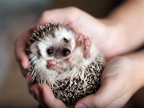 Pet Hedgehog: Your complete guide 2023! - Northern Nester