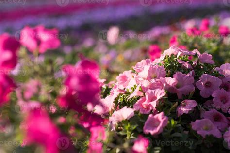 Dubai miracle garden 11278025 Stock Photo at Vecteezy