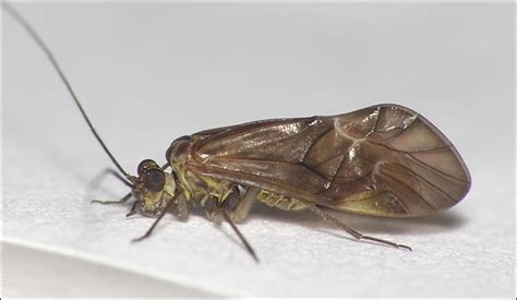 Psocoptera