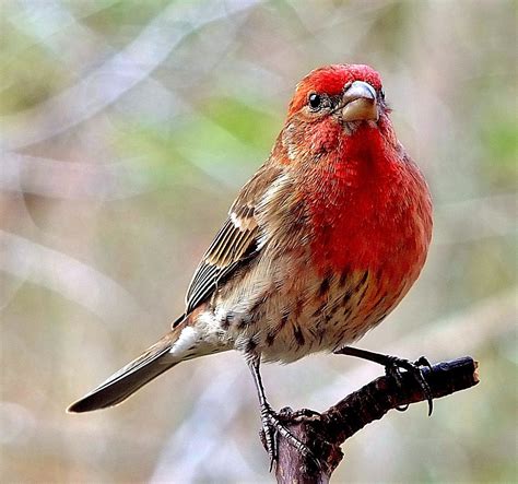 House Finch... Male - a photo on Flickriver