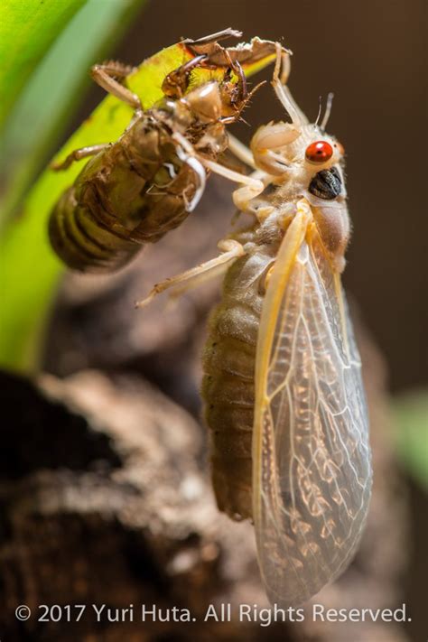 Today in Hawks around Town – Cicada Nymphs! - PoPville