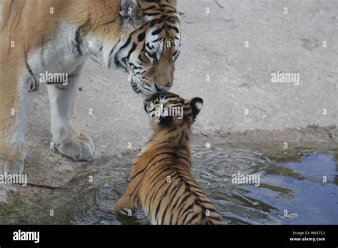 Tiger cub mother hi-res stock photography and images - Alamy