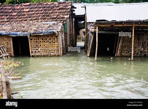 Flood of Bihar 2008 water of Kosi river in Purniya district , Bihar ...