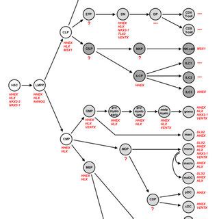 The NKL-code in lymphopoiesis This diagram depicts activities of NKL... | Download Scientific ...