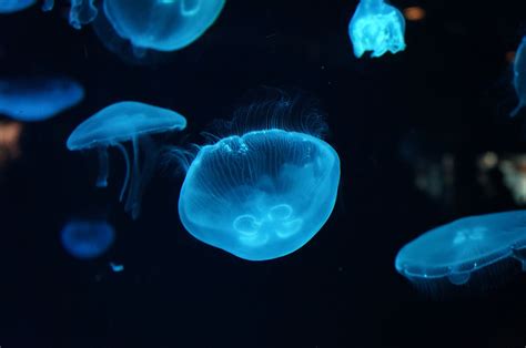 #Underwater #4K Deep sea #Jellyfish #4K #wallpaper #hdwallpaper #desktop | Blue jellyfish, Jelly ...