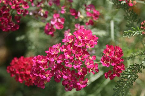 Pink Flowers Free Stock Photo - Public Domain Pictures