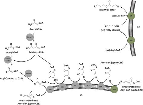 De novo synthesis and elongation of fatty acids (FAs), fatty alcohols ...