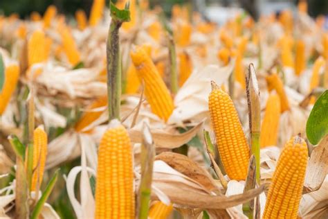 Kementan: Kebutuhan Jagung Capai 14,37 Juta Ton Per Tahun