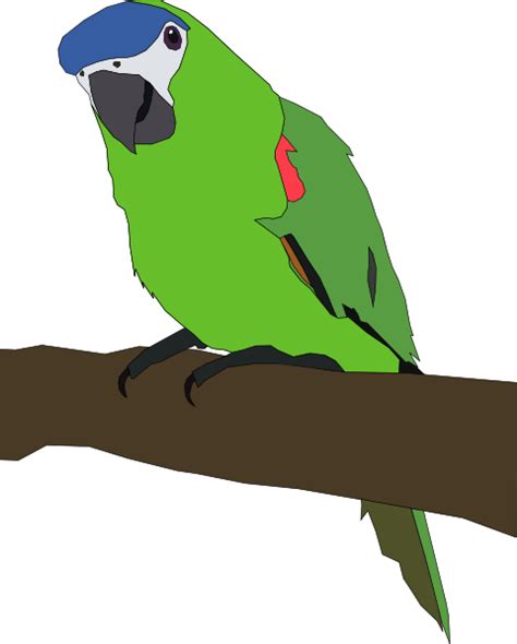 Parrot Clip Art at Clker.com - vector clip art online, royalty free ...