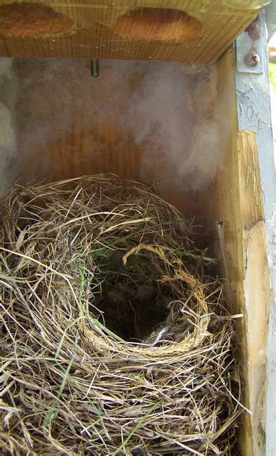 House Sparrow Nests, Eggs and Young - Photos