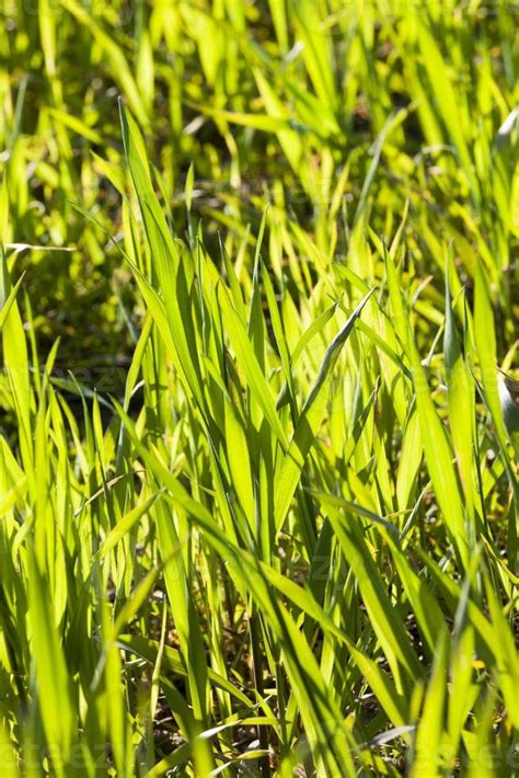 Green grass, close up 9445922 Stock Photo at Vecteezy