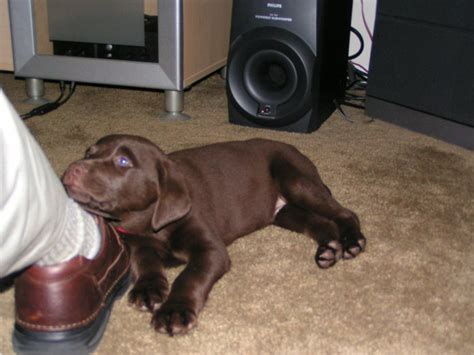 Labrador Dog Training | Dog Training