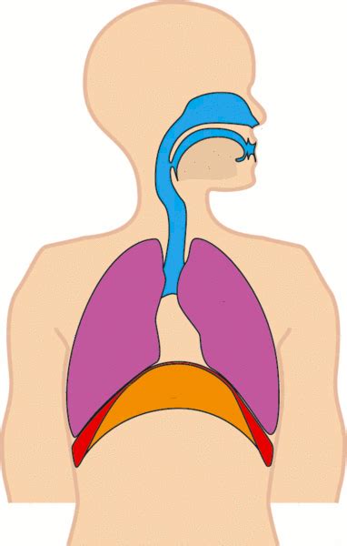 Diaphragm Breathing Animation