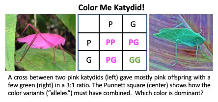 Color Me Katydid! | madame scientist's not-so-mad musings