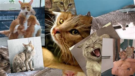 Nvidia AI generates terrifying pictures of cats and kittens