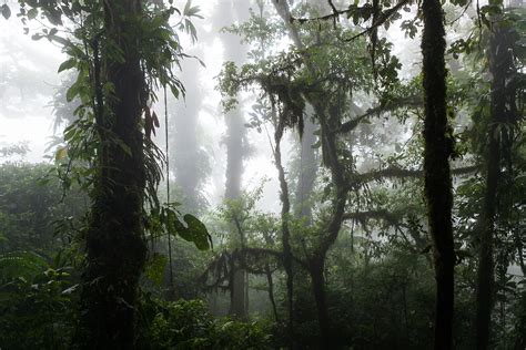 Santa Elena Cloud Forest Reserve Info, maps and links