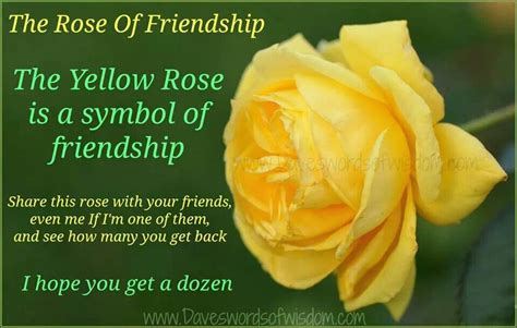 Yello rose symbol of friendship | Friendship symbols, Friendship rose, Friendship