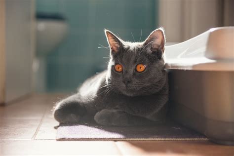 Toxoplasmosis in Cats | PetMD