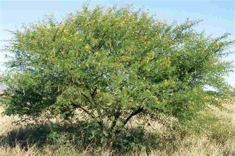 Vachellia nilotica - Alchetron, The Free Social Encyclopedia